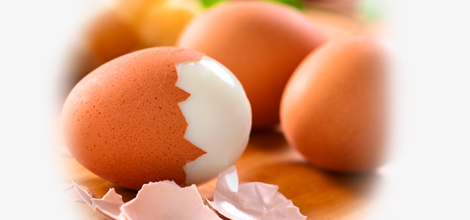 eier_960x450_01